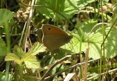 Maniola jurtina