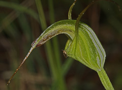 Pterostylis laxa