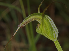 Pterostylis laxa