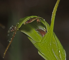Pterostylis laxa