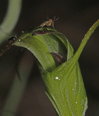 Pterostylis laxa