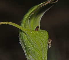 Pterostylis laxa