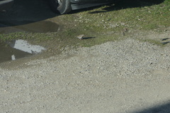 Haemorhous mexicanus