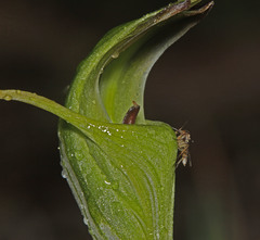 Pterostylis laxa