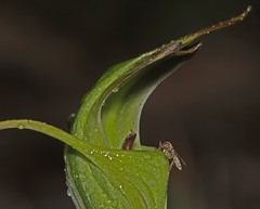 Pterostylis laxa
