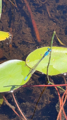 Enallagma geminatum