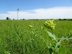 Asclepias meadii