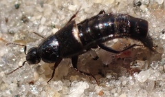 Acylophorus