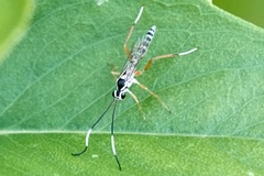 Sphelodon phoxopteridis