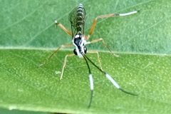 Sphelodon phoxopteridis