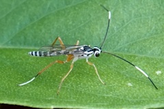 Sphelodon phoxopteridis