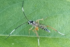 Sphelodon phoxopteridis