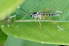 Sphelodon phoxopteridis