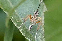 Sphelodon phoxopteridis