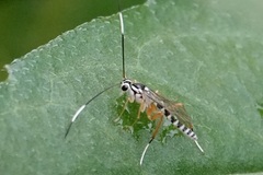 Sphelodon phoxopteridis