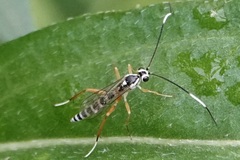 Sphelodon phoxopteridis