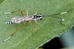 Sphelodon phoxopteridis