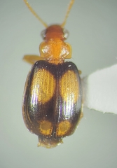Lebia bumeliae