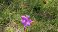 Calopogon tuberosus