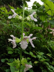 Stachys nuttallii