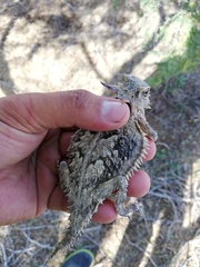 Phrynosoma coronatum