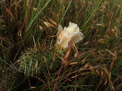 Opuntia polyacantha polyacantha