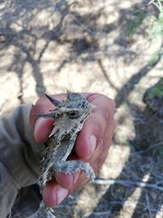 Phrynosoma coronatum
