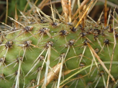 Opuntia polyacantha polyacantha