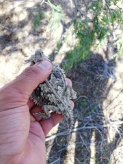Phrynosoma coronatum