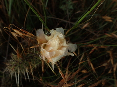 Opuntia polyacantha polyacantha