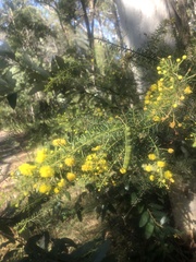 Acacia conferta