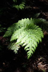 Tectaria gaudichaudii