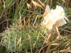 Opuntia polyacantha polyacantha