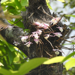 Dendrobium aphyllum