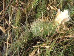 Opuntia polyacantha polyacantha