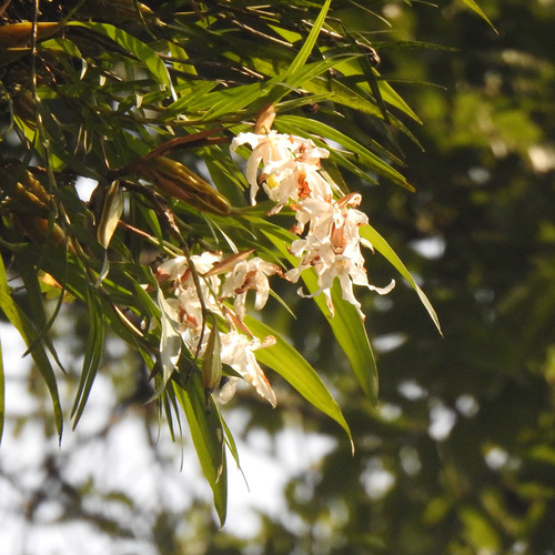 Coelogyne cristata, photograph 5
