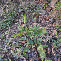 Arisaema tortuosum