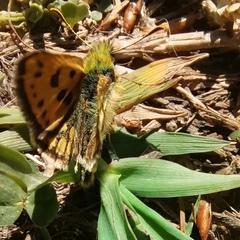 Carterocephalus silvicola