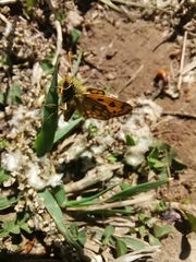 Carterocephalus silvicola