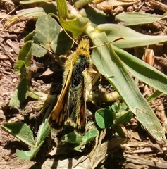 Carterocephalus silvicola