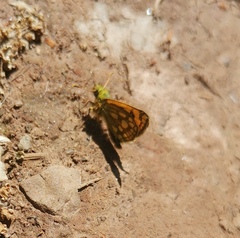Carterocephalus silvicola