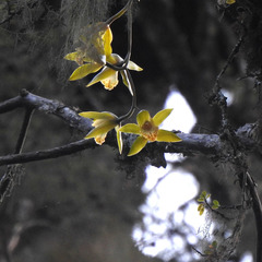 Cymbidium