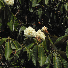 Rhododendron