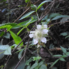 Rubus biflorus