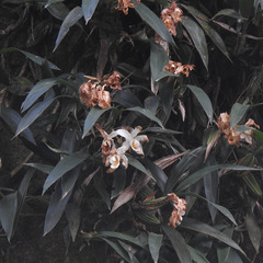 Coelogyne cristata