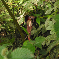 Arisaema speciosum