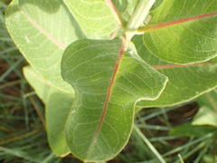 Opuntia polyacantha polyacantha