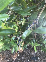 Myrsine cubana