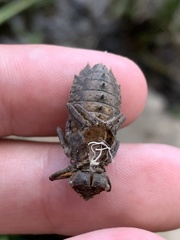 Neurocordulia molesta