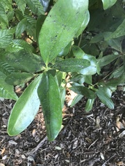 Myrsine cubana